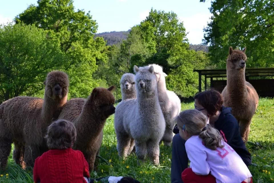 Visita privada a granja de alpacas y taller textil: Moda sostenible en acción