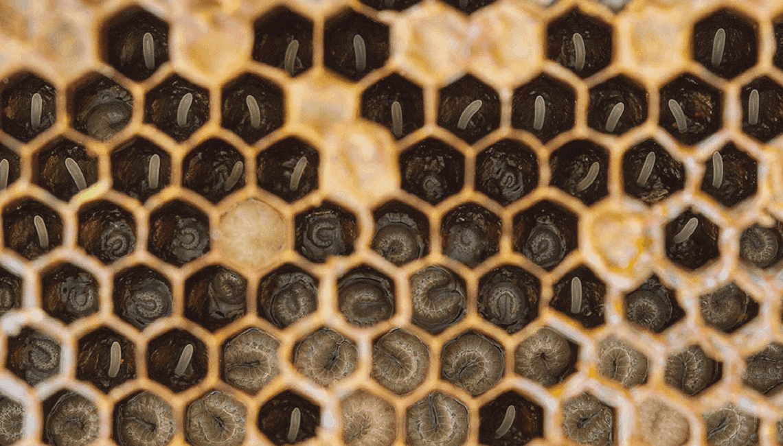 Curso de apicultura: Aprende a multiplicar colmenas y cuidar a las abejas en la iniciación