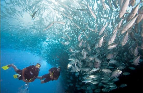 Curso PADI Open Water Diver: Descubre el Mar y Conviértete en Buceador Certificado