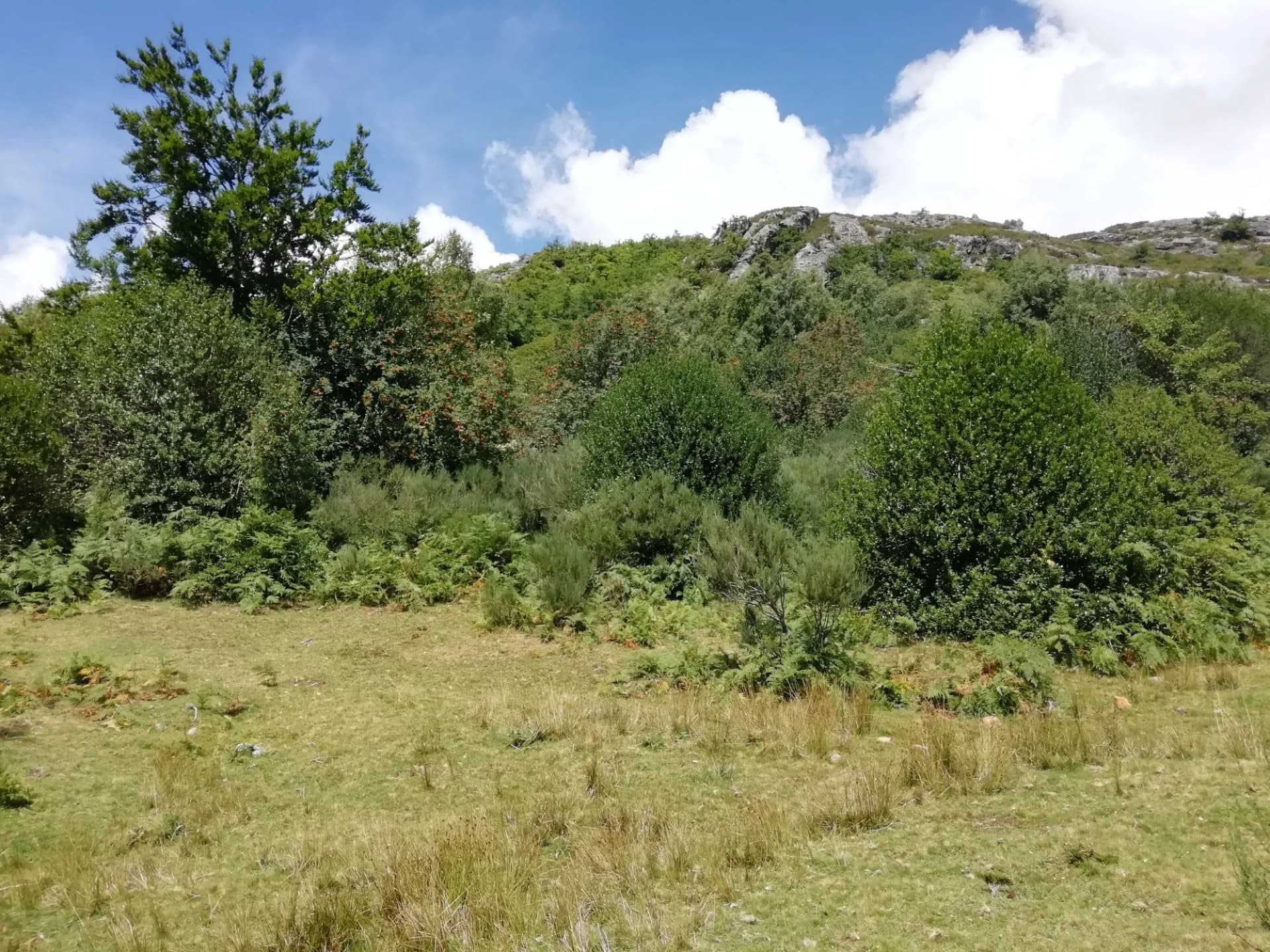 Ruta del Oso y las Fuentes del Narcea: Descubre la Ruta del Oso en Asturias en 4x4