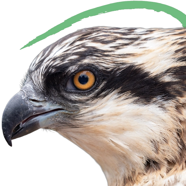 Proyecto Medioambiental